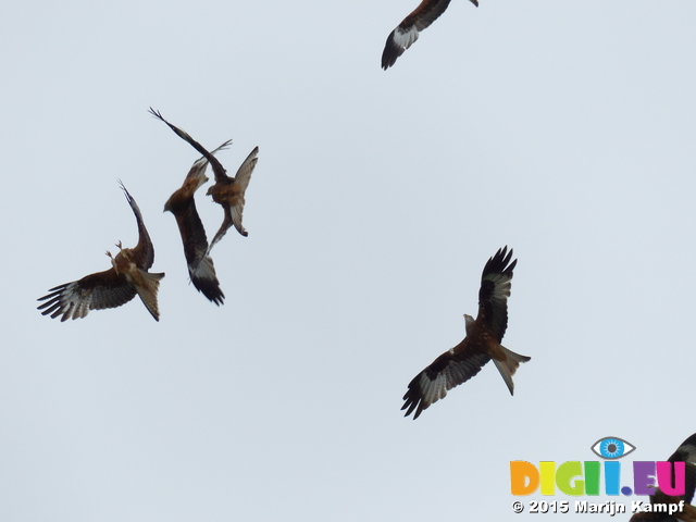 FZ015143 Red kites in fight (Milvus milvus)